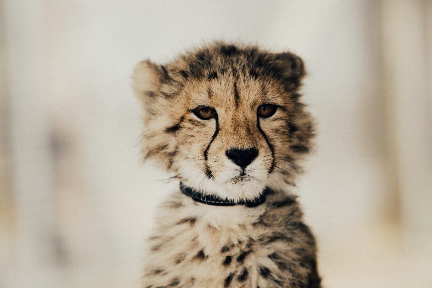 A baby cheetah with a collar